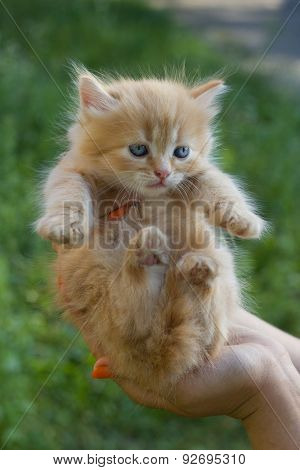 Photo of kitten to find him owners.
