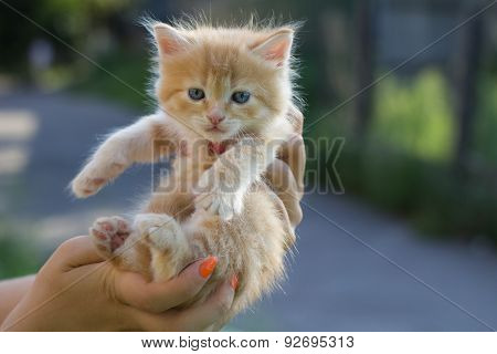 Photo of kitten to find him owners.