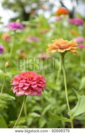 Portulaca