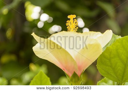 Hibiscus