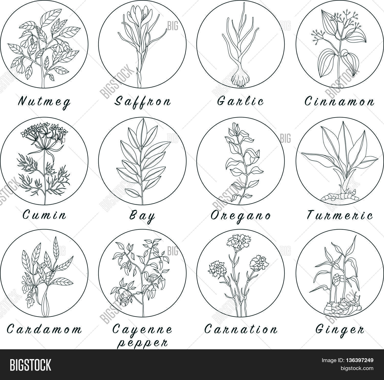 Vector Y Foto Set Spices Herbs prueba Gratis Bigstock vector-y-foto-set-spices-herbs-prueba-gratis-bigstock
