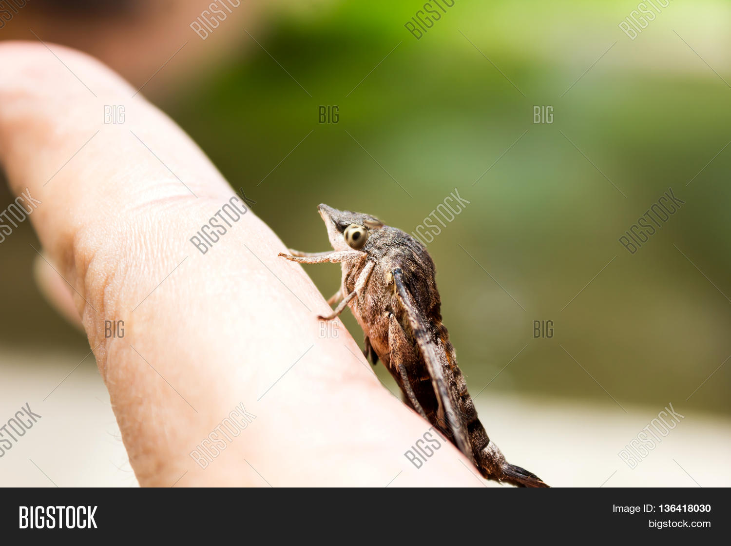 Nessus Sphinx Amphion Image & Photo (Free Trial) Bigstock
