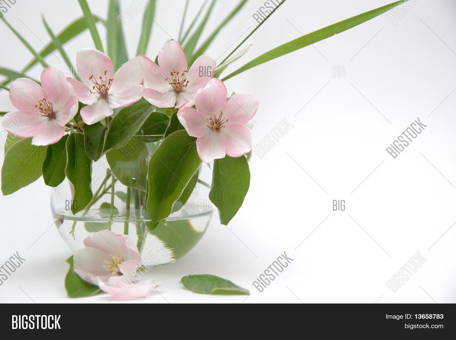 Aroma Flower Image & Photo (Free Trial) Bigstock