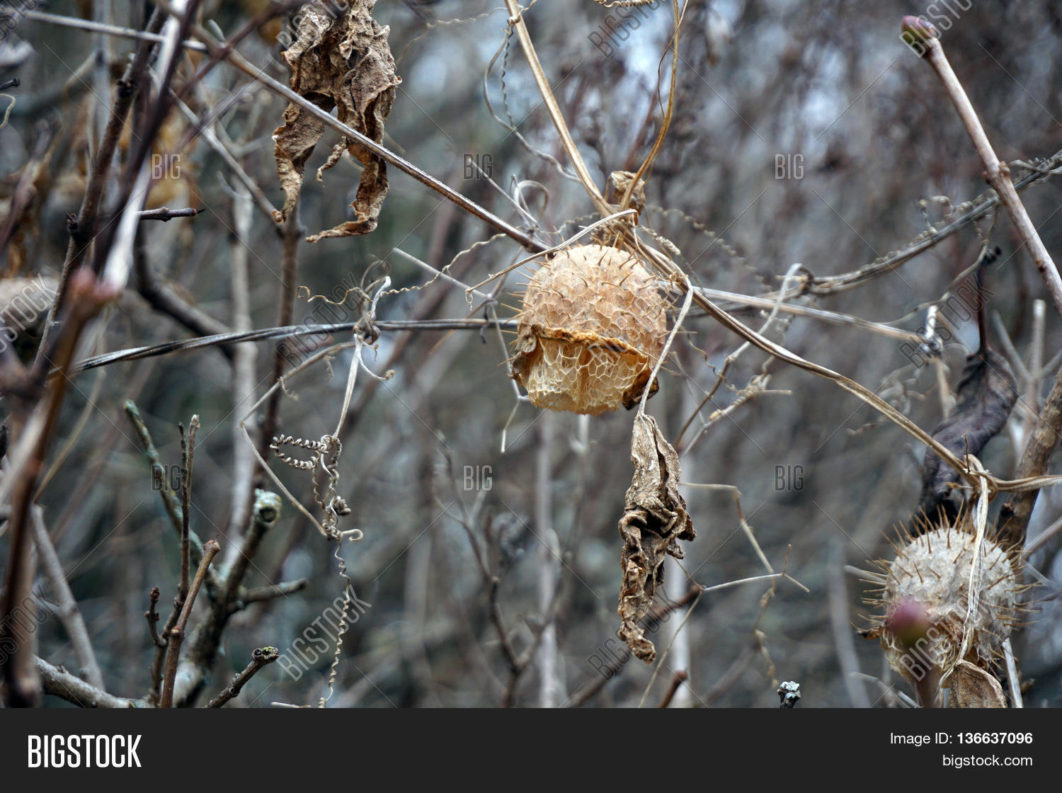 Dried Seed Pod Wild Image & Photo (Free Trial) Bigstock