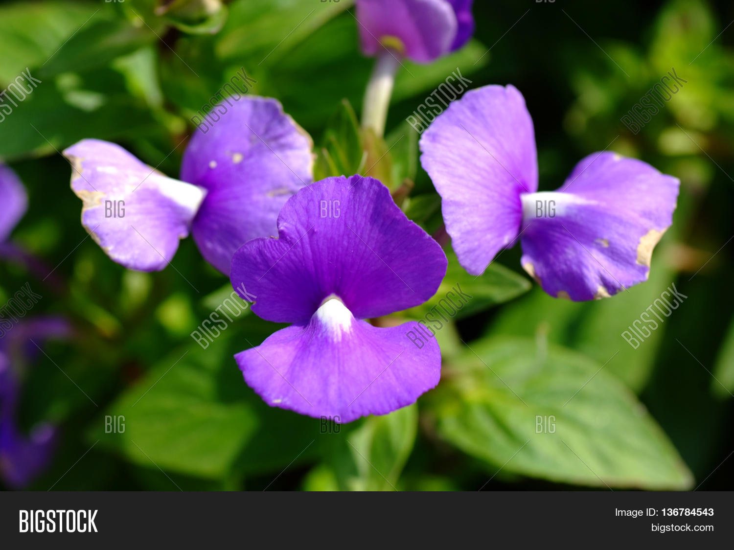 Close Blue Hawaii Image & Photo (Free Trial) Bigstock