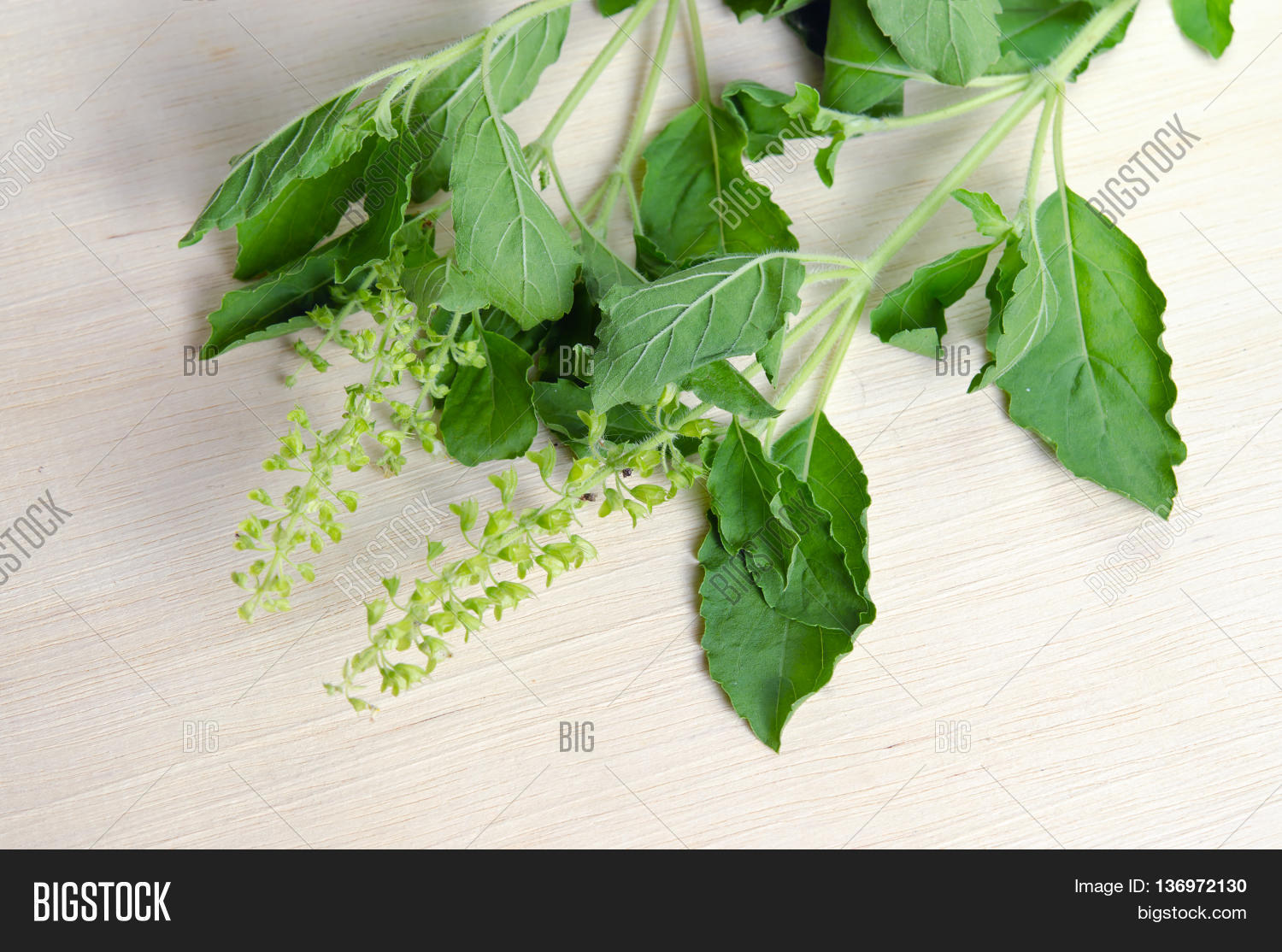 Basil Leaf Herb Plant Image & Photo (Free Trial) Bigstock