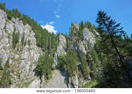 fir growing on the ridge of Apuseni Mountains, Romania
