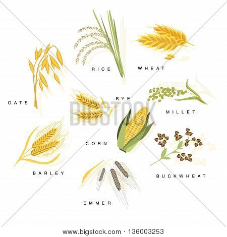 Cereal Plants With Names Set Flat Realistic Bright Color Infographic Illustration On White Background