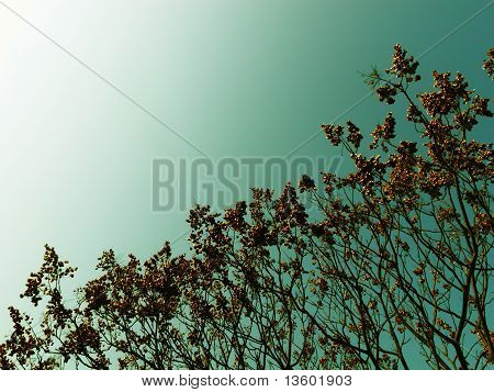 diagonale arbre zen