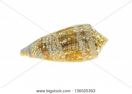 conus shell on white background. .. .