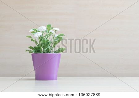 Closeup artificial plant with white flower on purple pot on blurred wooden desk and wall textured background in the meeting room under window light