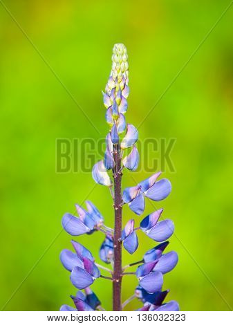 Violet lupine flower, Lupinus polyphyllus, with green bokeh background