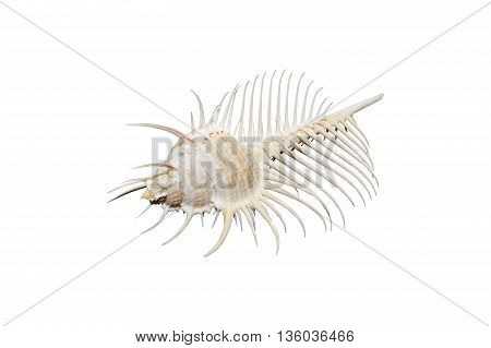 Venus Comb murex shell on white... ..