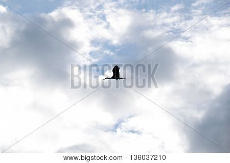 Open-billed stork or Asian openbill Bird flying on sky