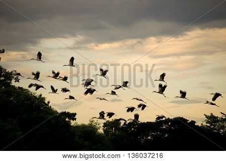 Open-billed stork or Asian openbill Bird group flying in evening time