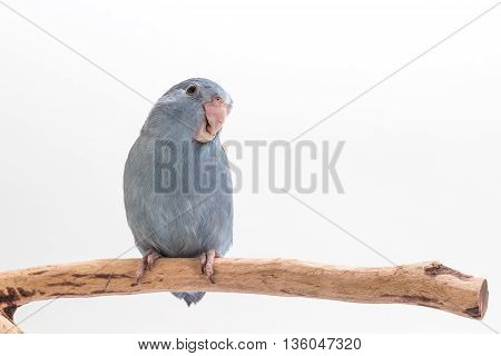 Mauve Forpus, Parakeet, Bird
