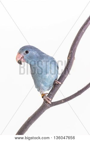 Mauve Forpus, Parakeet, Bird