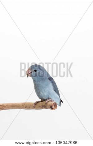 Mauve Forpus, Parakeet, Bird