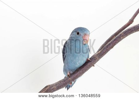 Mauve Forpus, Parakeet, Bird