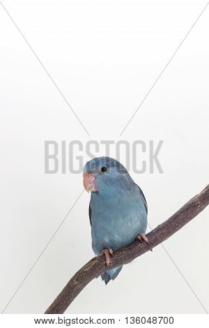 Mauve Forpus, Parakeet, Bird