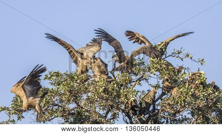 white backed vultures open wings on a tree in Kruger Park