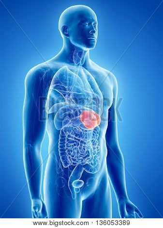 3d rendered, medically accurate illustration of the spleen