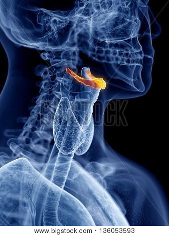 3d rendered, medically accurate illustration of the hyoid bone