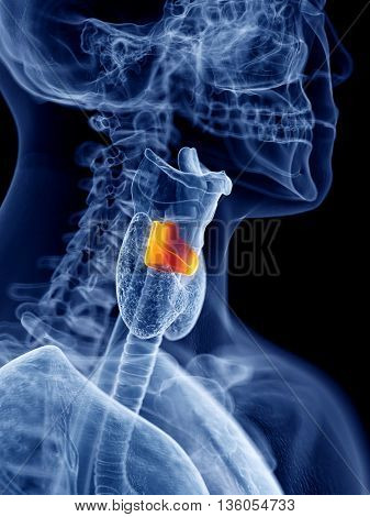 3d rendered, medically accurate illustration of the cricoid cartilage