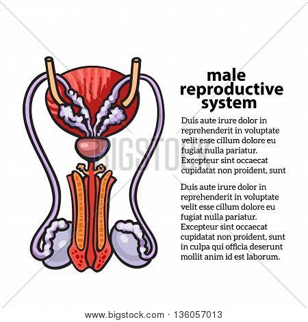 Male reproductive system, sketch hand-drawn illustration isolated on white background, isolated detailed color image of the male reproductive system, male health