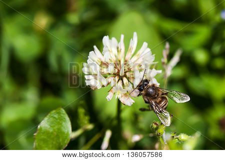 bee collects nectar on clover, white clover, flowers, green grass