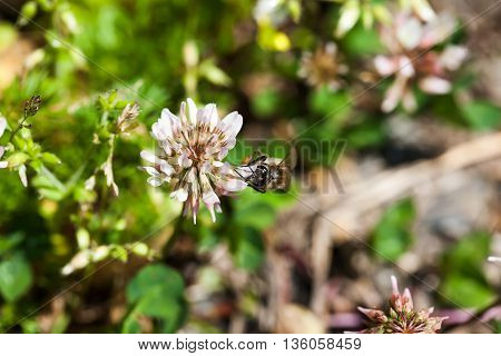 bee collects nectar on clover, white clover, flowers, green grass