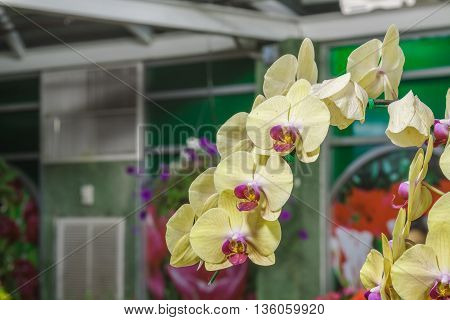 Paphiopedilum Orchidaceae Flower