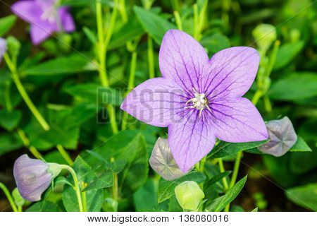Balloon Campanulaceae Flower