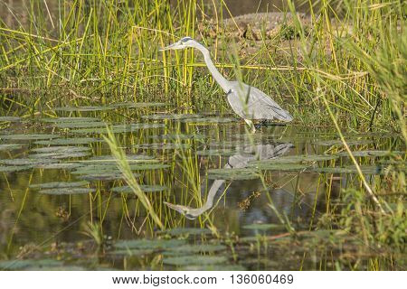 gray heron fishing in a pond in Kruger Park