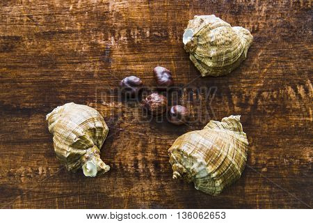 Sea shells on a dark old plank background
