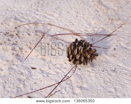 pine cone lying alone on the sand