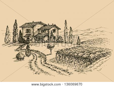 Vineyard drawing. Traditional farm sketch