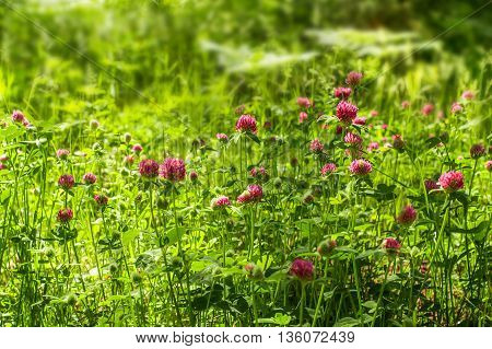Red clover flowers on the field. Summer meadow