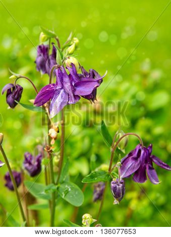 Purple Columbine wildflower close up.Columbine flowers isolated on green background.Summer garden.