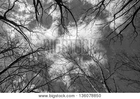 Branches of trees against the backdrop of a cloudy sky