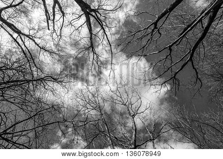 Branches of trees against the backdrop of a cloudy sky