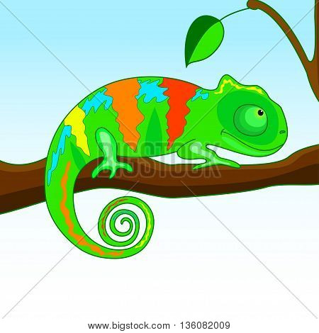 colored funny chameleon sitting on the branch