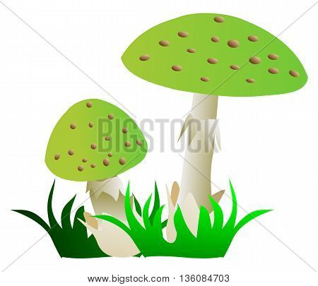 toadstool , green mushroom , two toadstools