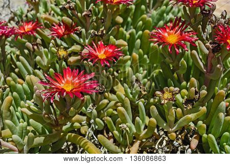 Beautiful cactus plant of the genus Delosperma bloom in defying the scorching summer sun.