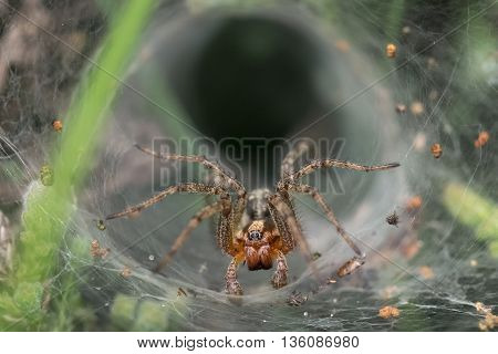 Labyrinth or Funnel-web Spider (Agelena labyrinthica) lurking in its web or retreat.