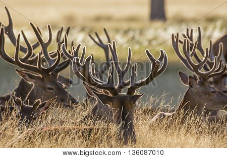 Red Deer stags (Cervus elaphus) resting in the long grass in velvet antlers.