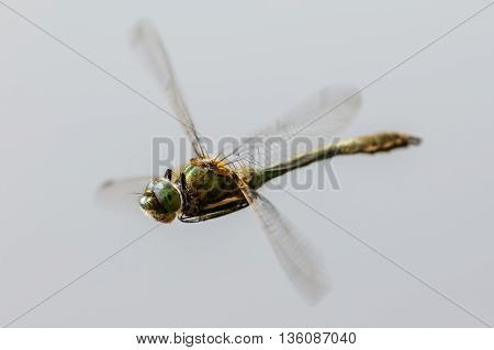 Downy Emerald dragonfly (Cordulia aenea) in flight.