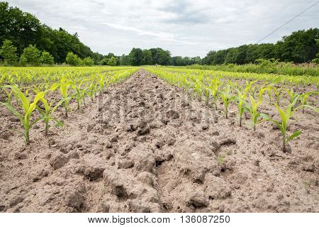 Corn field with rows of maize plants in sandy soil