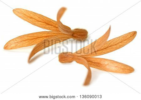 Dried Palo Santos flower, Triplaris cumingiana, Central of Thailand