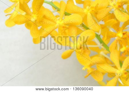 Yellow mokara orchid from Central of Thailand